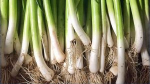 Read more about the article हरियो लसुनले उच्च रक्तचाप जस्ता रोगहरुबाट बचाउँछ