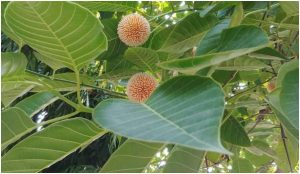 Read more about the article मधुमेह रोगीले खाली पेटमा कदम्बाको पात खानुपर्छ, रगतमा चिनीको मात्रा नियन्त्रण हुन्छ
