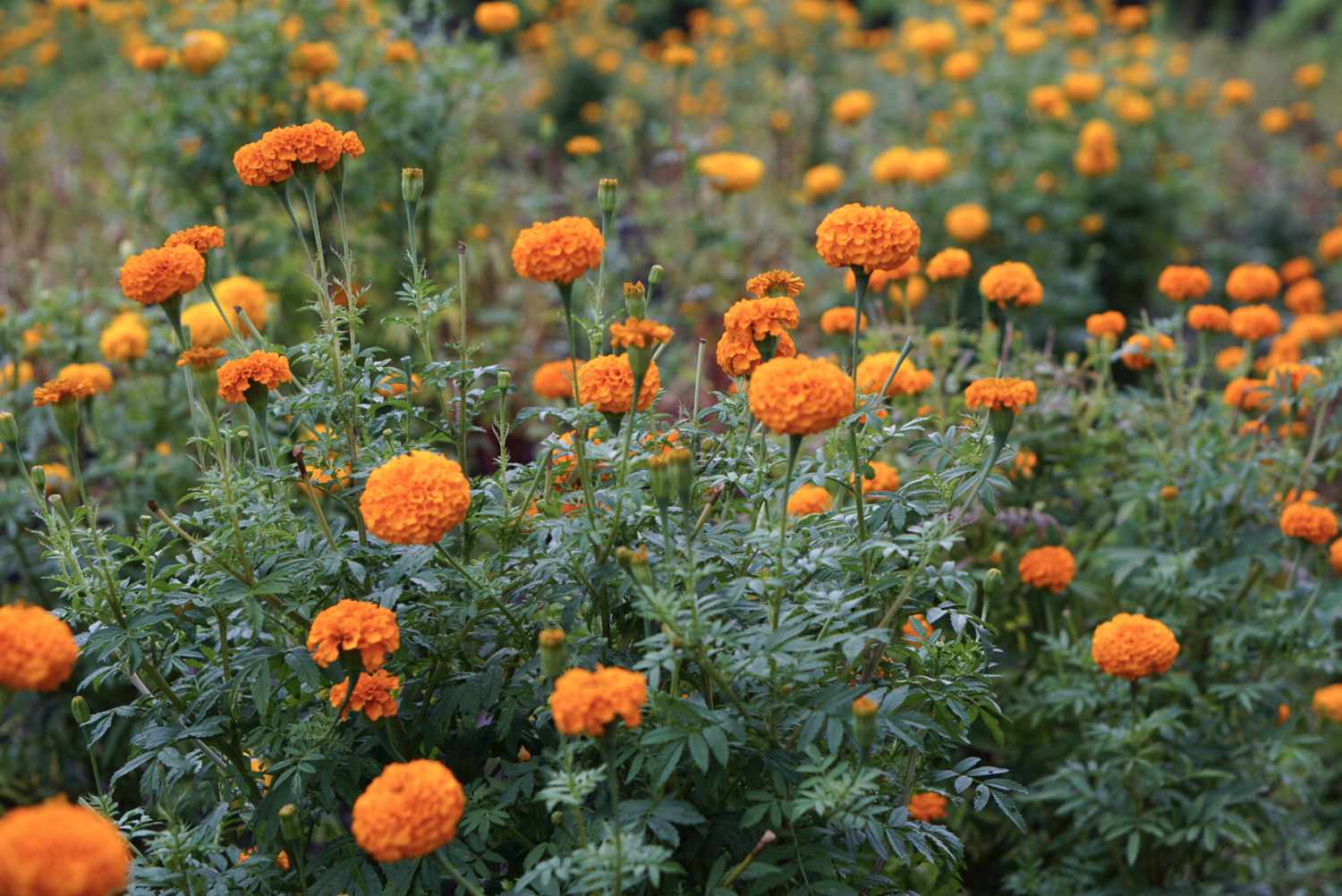 Read more about the article यो पहेँलो फूलले पाइल्सको समस्या हटाउँछ