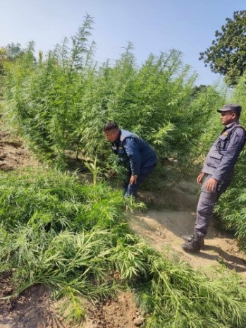 You are currently viewing सिराहामा ठूलो परिमाणमा गाँजा खेती फँडानी