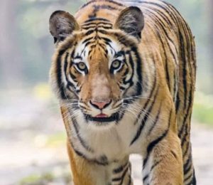 Read more about the article पाटेबाघको आक्रमणबाट १ बालकको मृत्यु