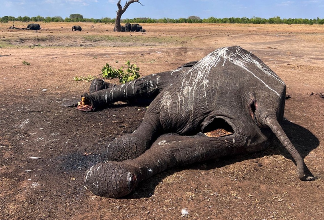 You are currently viewing अफ्रिकी देश जिम्बाब्वेमा खडेरीको कारण १०० भन्दा बढी हात्तीको मृत्यु