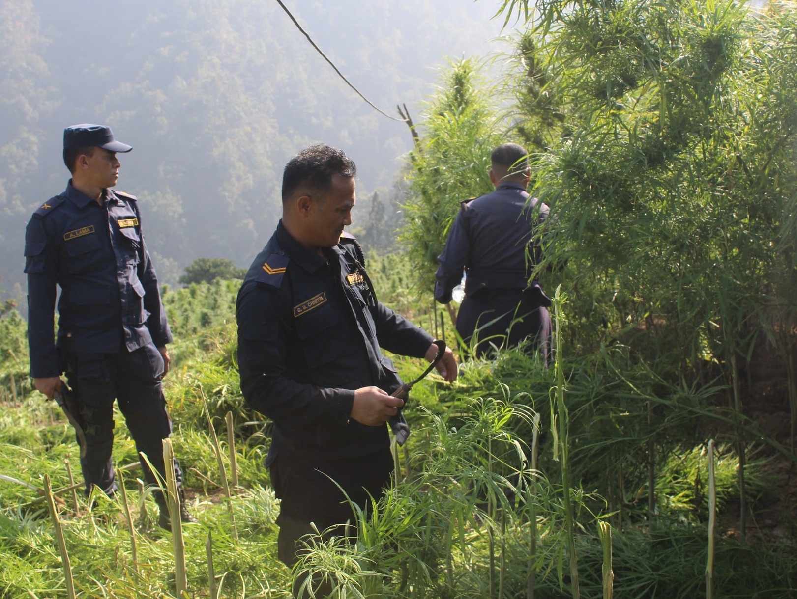 You are currently viewing प्रहरीहरु द्वारा गाँजा र अफिम उत्पादन फडानी