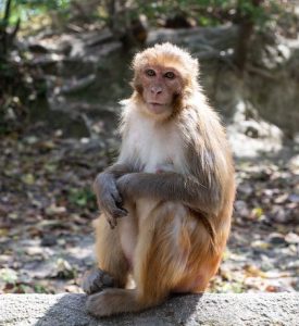 Read more about the article बाँदरलाई नियन्त्रण गर्न ‘मेरो रुख म काटछु’ अभियान