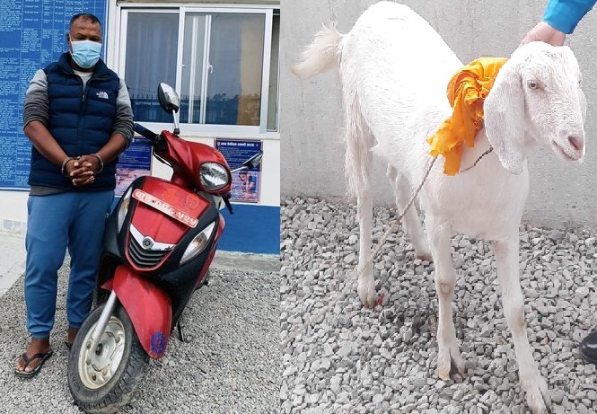 You are currently viewing खसी चोरीगर्ने व्यक्ति पक्राउ, खसी बोका लैजान प्रहरीको आग्रह