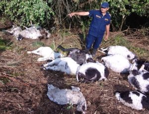 Read more about the article चट्याङ लागी ७२ वटा भेडाको मृत्यु, १४ लाख बराबरको क्षति