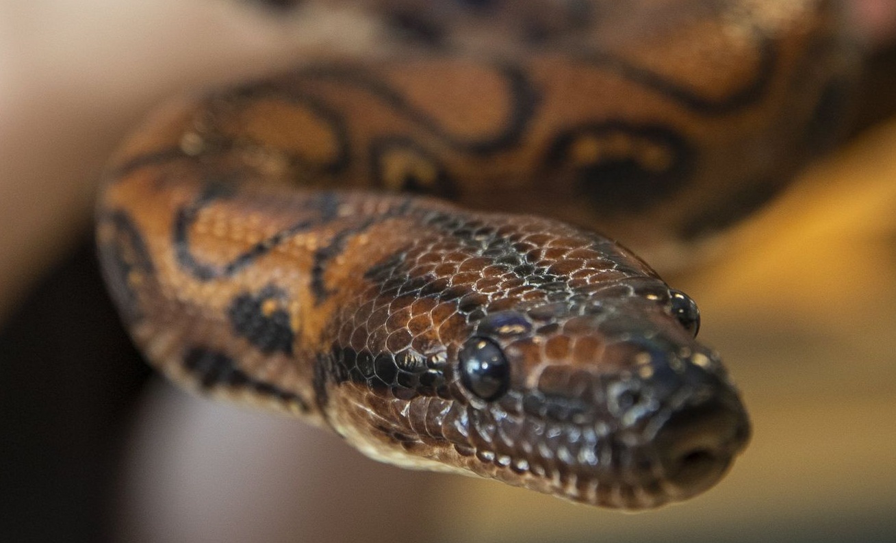 You are currently viewing पार्टनरविना नै रोनाल्डो नामक सर्पले जन्मायो १४ सन्तान